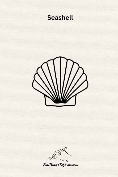 seashell drawing