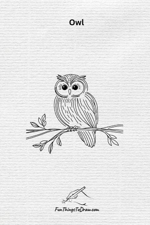Owl drawing