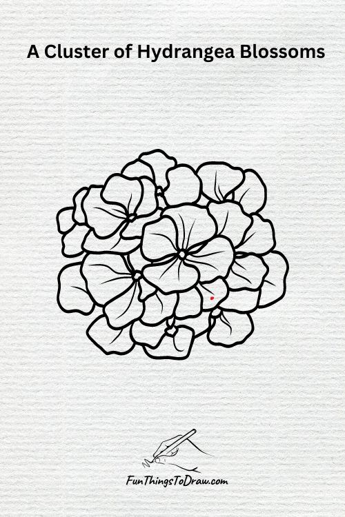 A cluster of hydrangea blossoms drawing