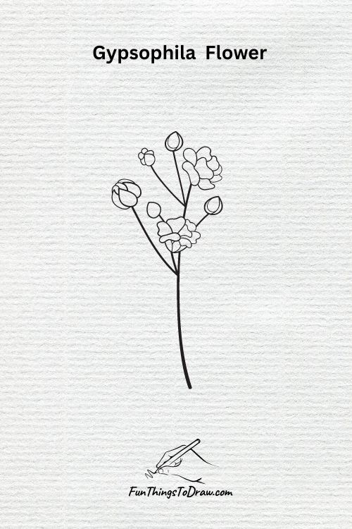 A Gypsophila Flower Drawing