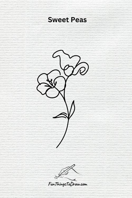 Sweet Peas Flower Drawing