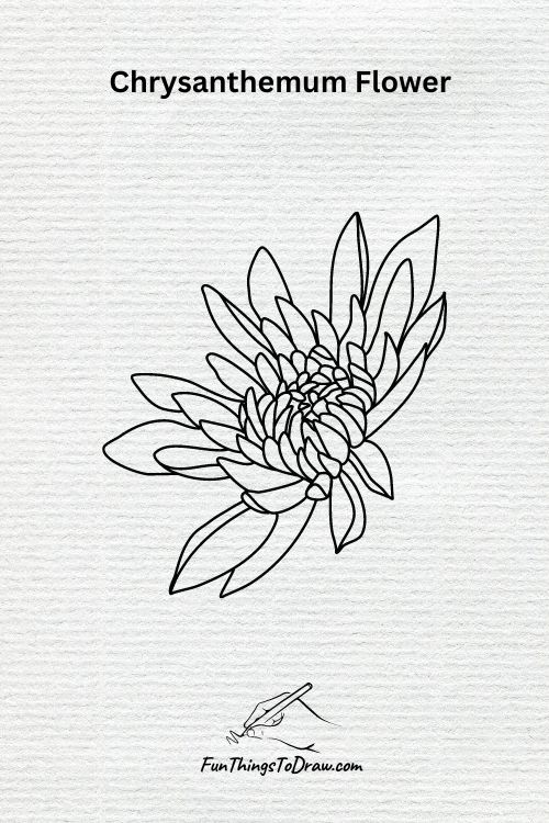 A Chrysanthemum Flower Drawing