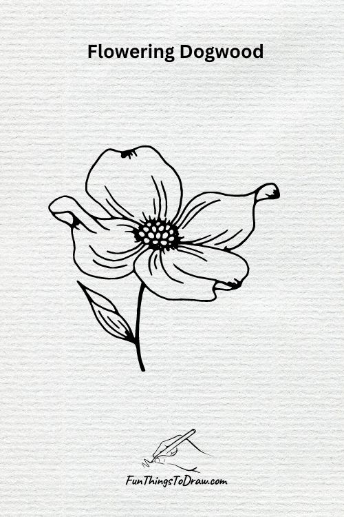 Flowering Dogwood Drawing