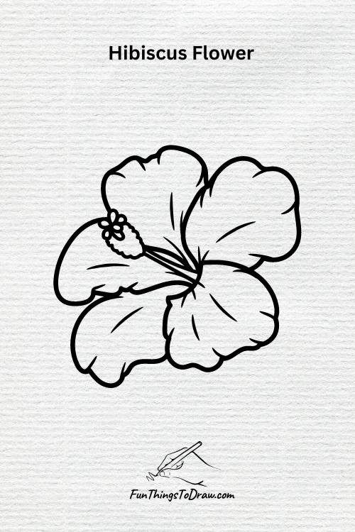 hibiscus flower drawing