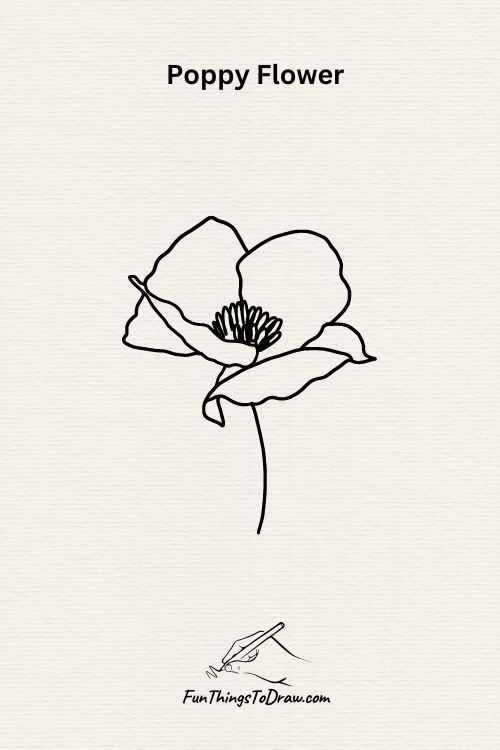A Poppy Flower drawing
