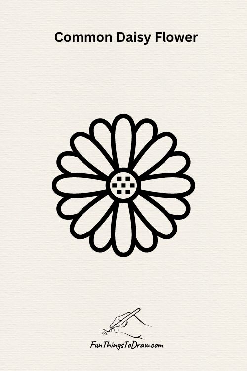 Common Daisy Flower drawing