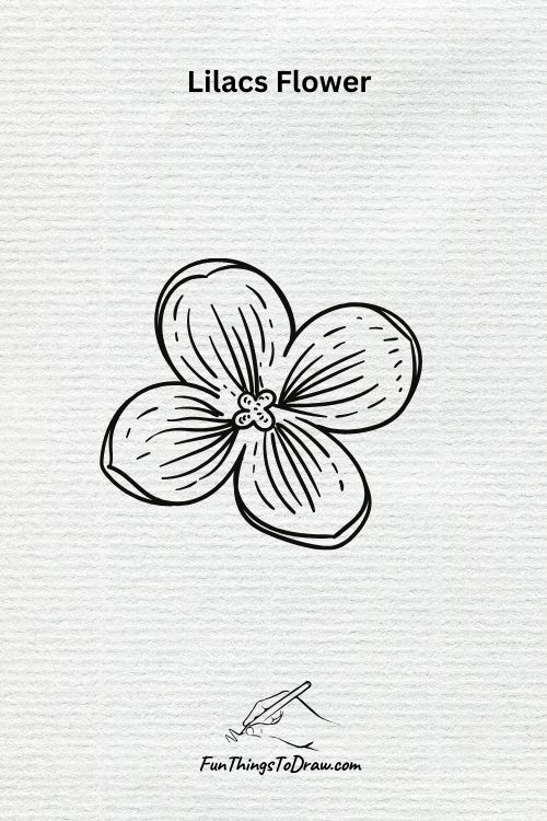 A Lilacs Flower drawing
