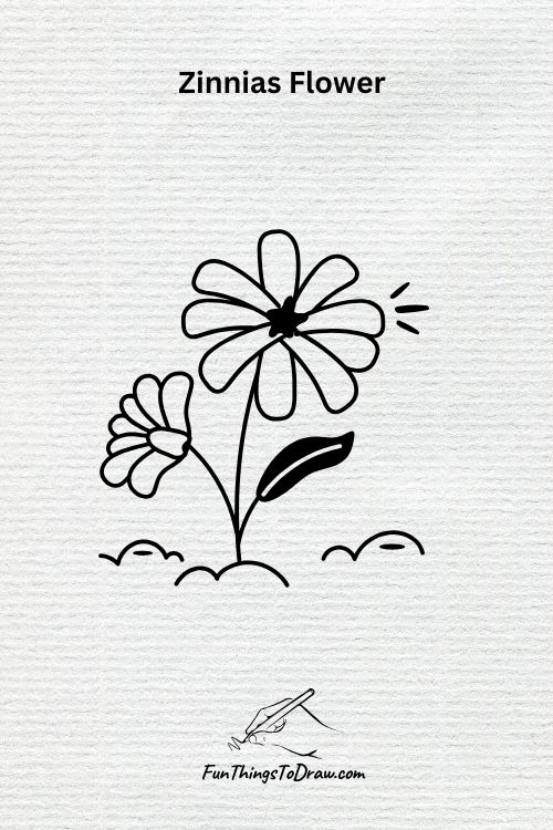 Zinnias Flower drawing