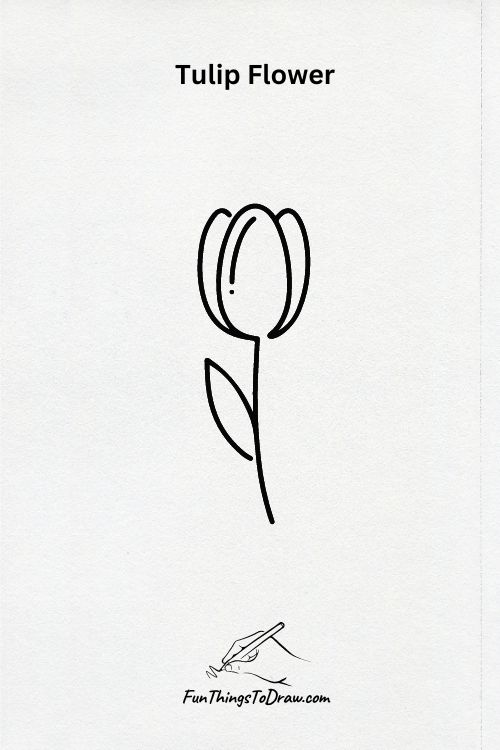 A Tulip Flower line drawing