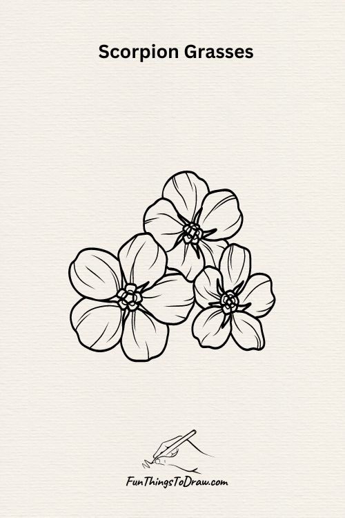 A Scorpion Grasses Flowers drawing