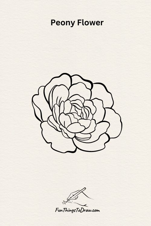 A Peony Flower drawing