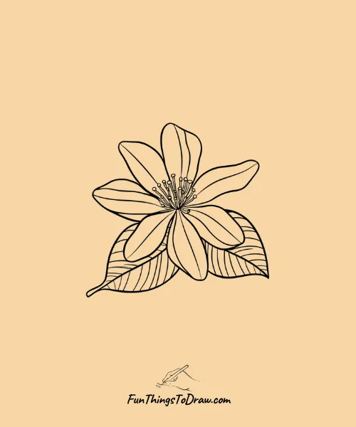 Delicate Orange Flower Drawing