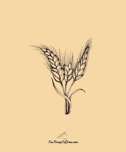 Drawing of a Wheat stalks