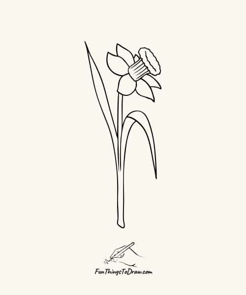 Daffodil drawing