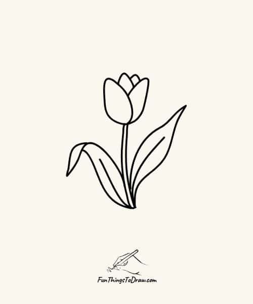 Tulip Flower Drawing