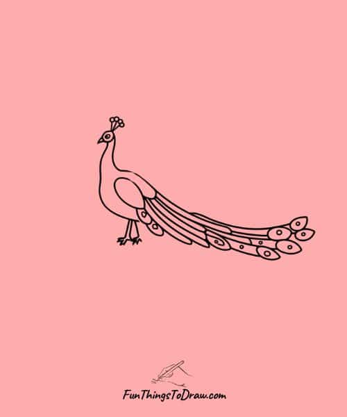 Drawing of peacock