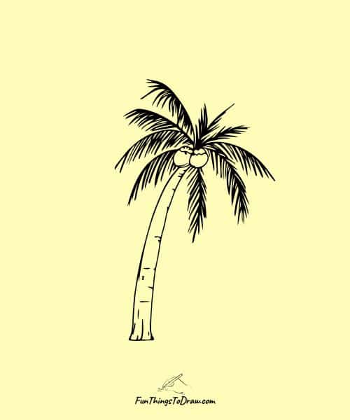palm tree with coconuts drawing