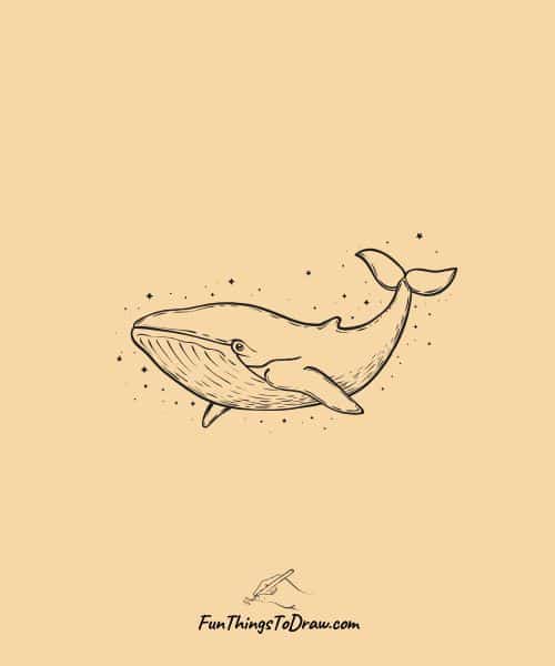 Blue Whale drawing