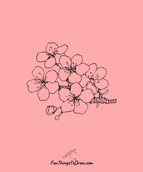 Drawing ideas for girls - Cherry Blossom flowers