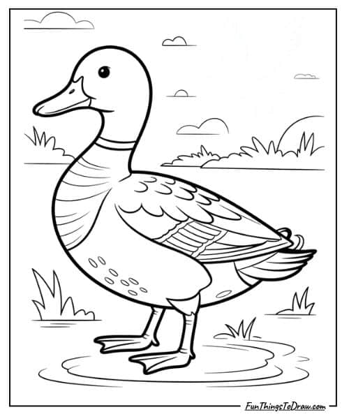 Drake mallard coloring page
