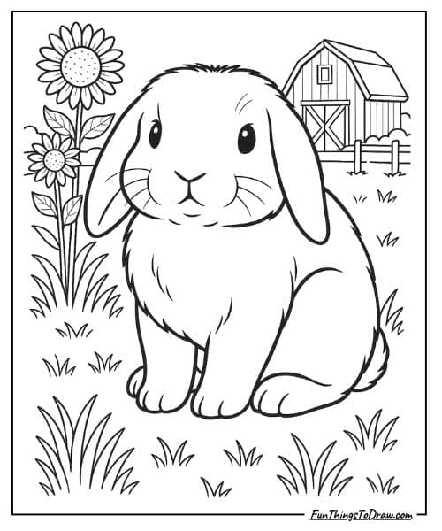 Holland Lop Rabbit Coloring Page