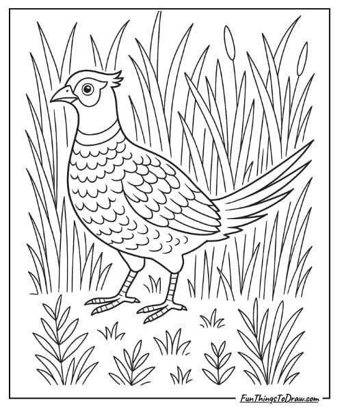 Pheasant in tall grass coloring sheet