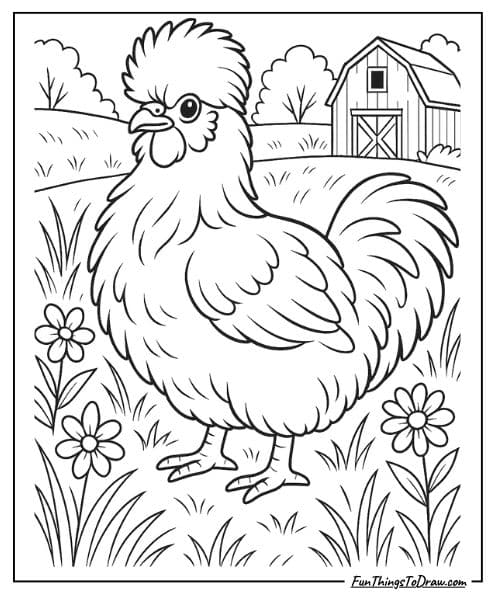 Silkie chicken with fluffy feathers