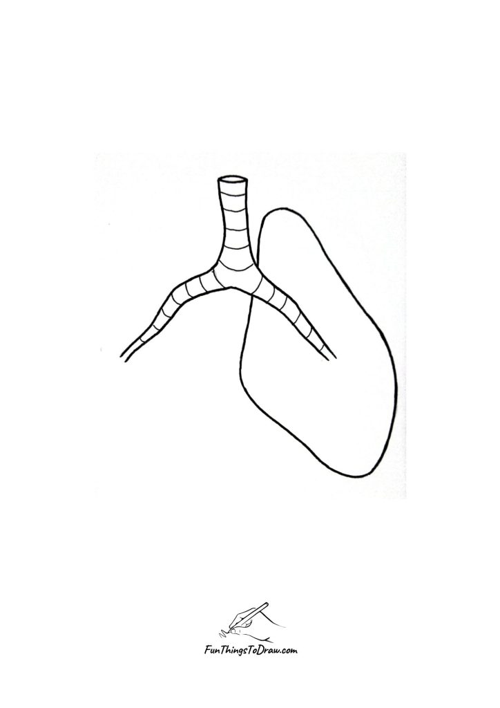 how to draw lungs step 5