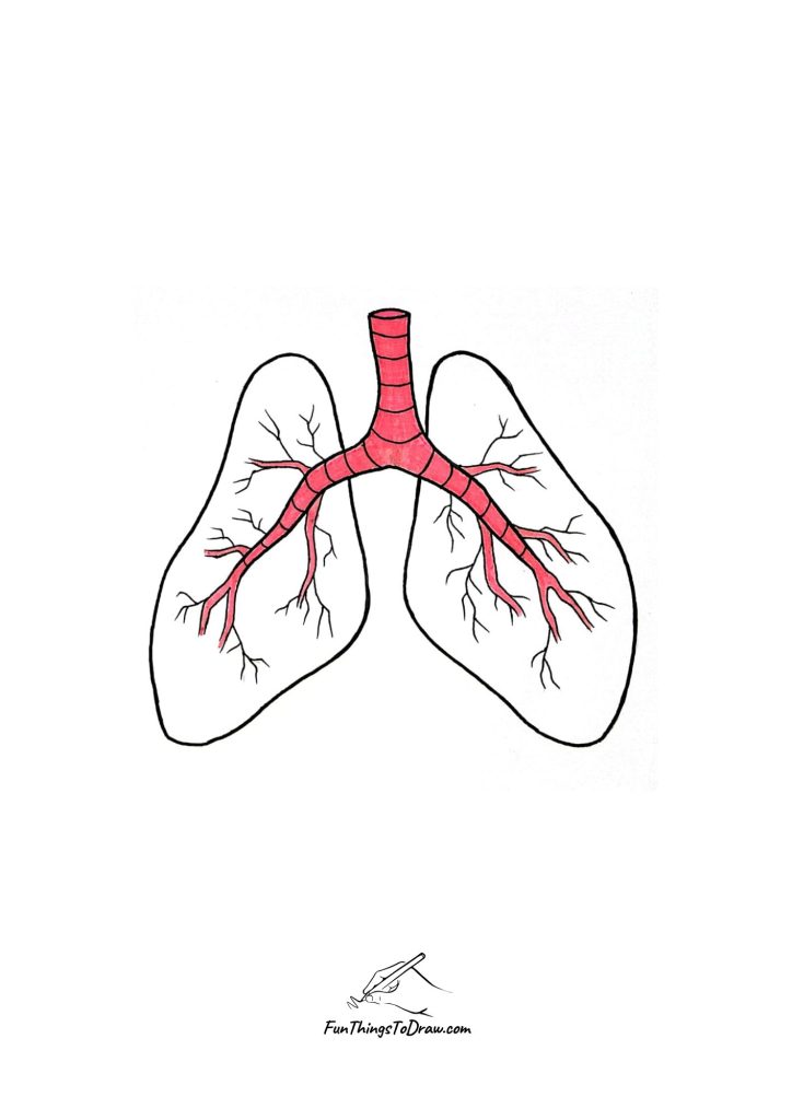 how to draw lungs step 8