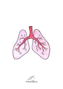 how to draw lungs step 9