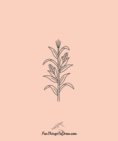 Corn plant drawing