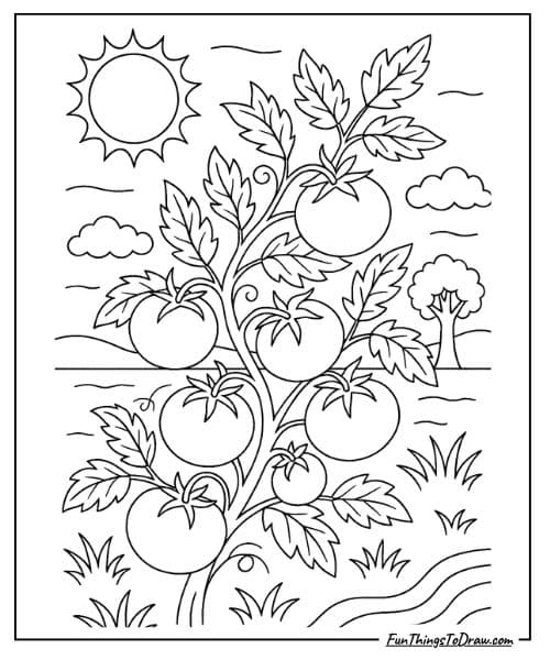 Tomato vine coloring page
