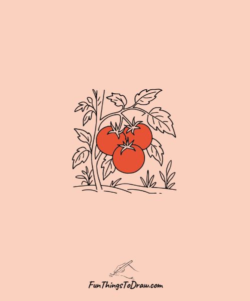Garden Tomatoes drawing
