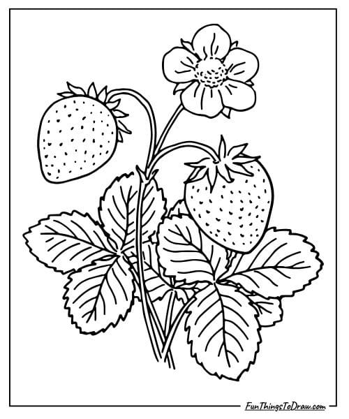 Strawberry plant coloring page