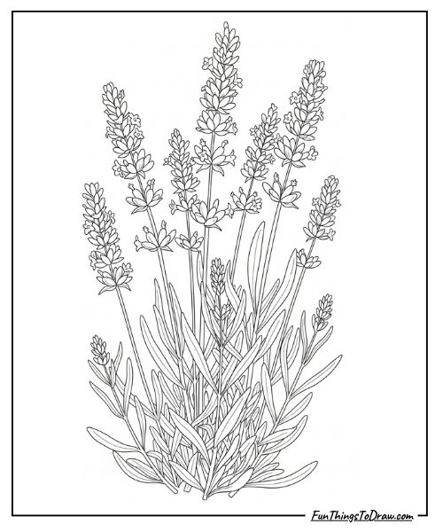 Lavender plant coloring page