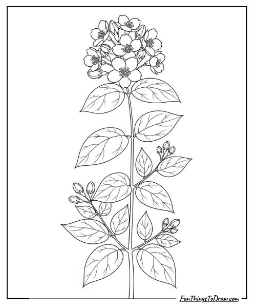 Jasmine flower coloring page