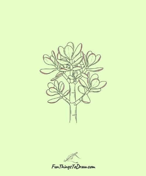 Drawing of Crassula Ovata (Jade Plant)