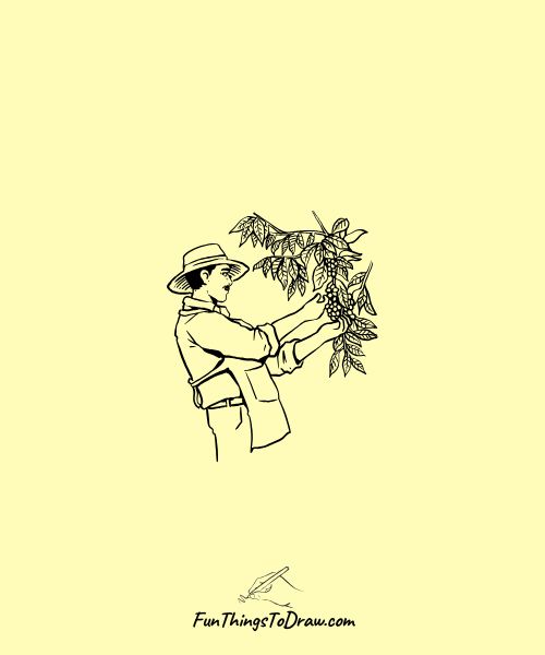 Grape Harvest Festival Drawing