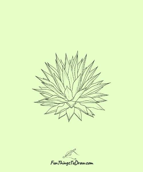 Agave Plant Drawing Idea