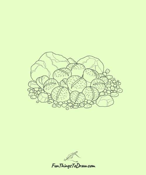 Living Stone (Lithops) Drawing