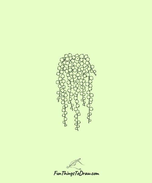 Senecio Rowleyanus (String of Pearls) Drawing