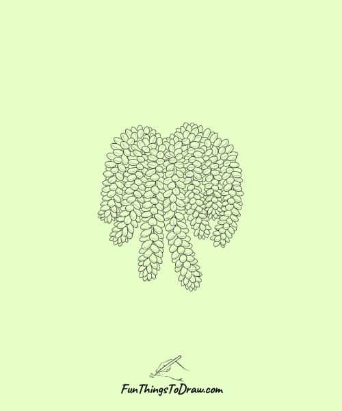 Sedum Morganianum (Burro's Tail) Sketch