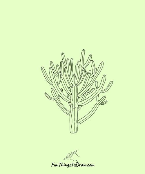 Drawing of Pencil Cactus (Euphorbia tirucalli)
