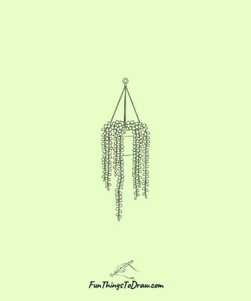 Trailing Succulent in a Hanging Pot drawing