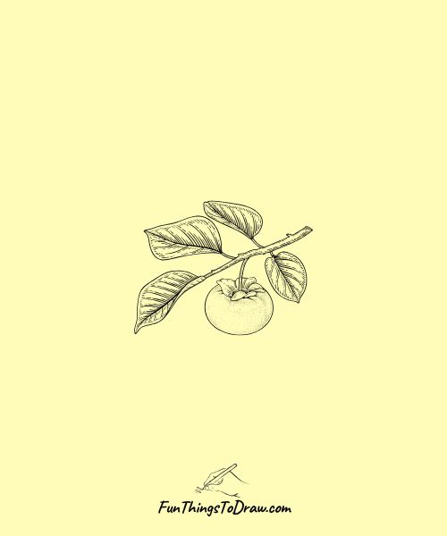 Drawing of Persimmon fruit on branch