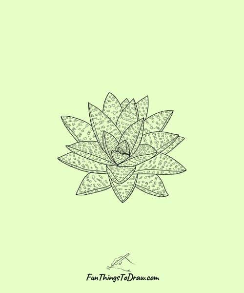 Gasteria Plant Drawing Idea