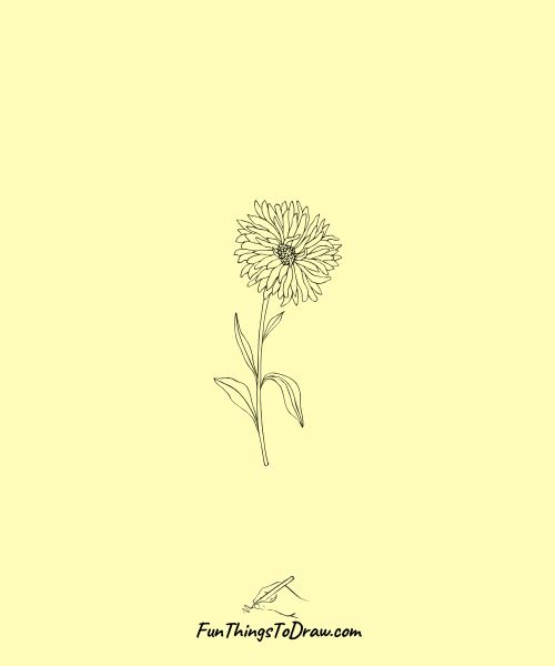 Aster Wildflower Bloom