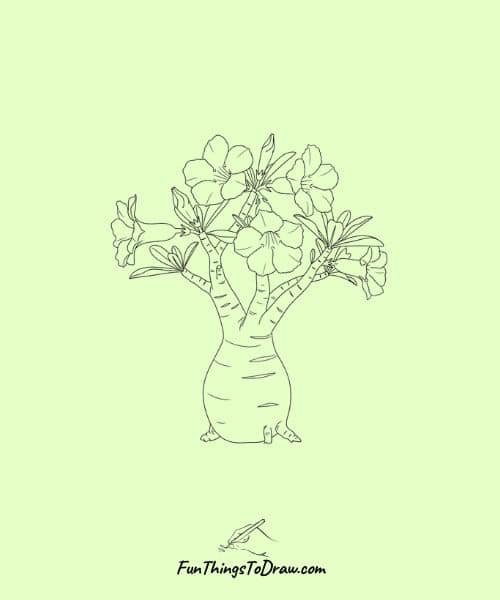 Drawing of Desert Rose (Adenium obesum)