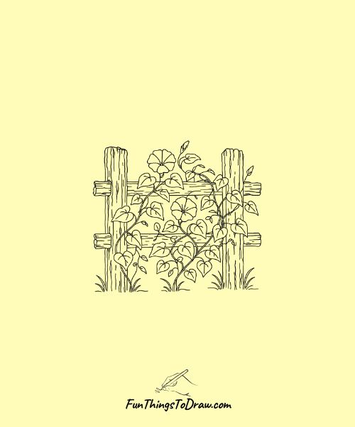 Drawing of Old wooden fence covered in morning glory vines