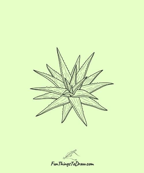 Easy Drawing of Aloe Vera Plant